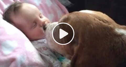 Family’s Basset Hounds Comfort Baby In Her Final Moments