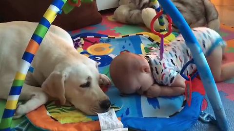 Baby can't stop laughing at family dog