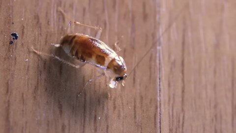 extreme close up little roach enjoy eating small piece of sugar, small creature bio, bugs insect doc