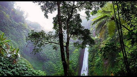 Amazon 4k - The World’s Largest Tropical Rainforest Part 2 | Jungle Sounds | Scenic Relaxation Film