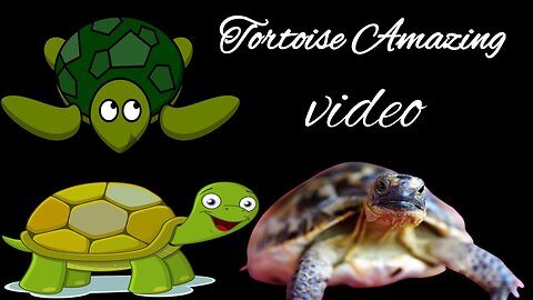 Tortoise funny video | Desert tortoise | Tortoise pet #tortoise #turtle #animals