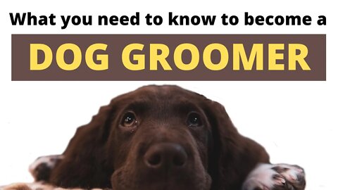 MJ's Pet Spaw How to become a dog groomer - what you need to know.