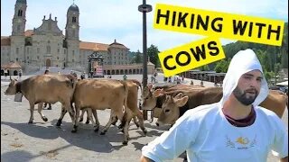 Hiking to the Alps with cows. Every year the Swiss bring their cows to the Alps. But Why?