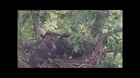 Hays Eagles Mom flys by juvenile in attic to deliver fish 2021 06 03 16:58