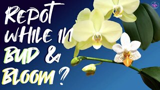 Can you repot Phalaenopsis Orchids when they are in full bloom? #phalaenopsis #phalaenopsisrepot