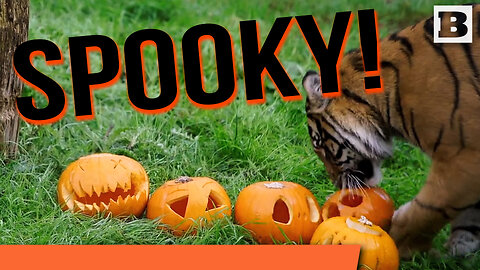 SPOOKY! London Zoo Animals MUNCH PUMPKINS to Celebrate Halloween