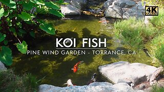 Calming Japanese Koi Fish Pond in 4K Ultra HD | Pine Wind Garden, Torrance, CA