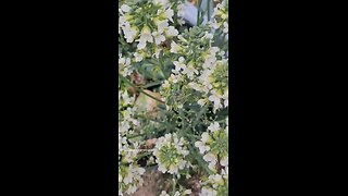 Broccoli Flowers