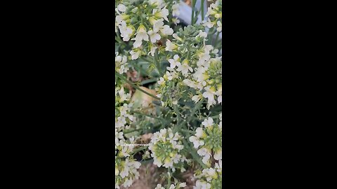 Broccoli Flowers