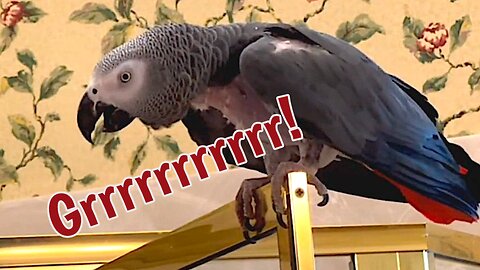 Parrot Growls Ferociously When Rug Is Moved
