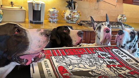 4 Great Danes Enjoy 2nd Birthday Pizza Party With Huge 28" Pizza