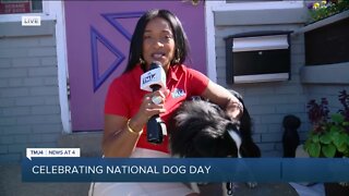Celebrating National Dog Day