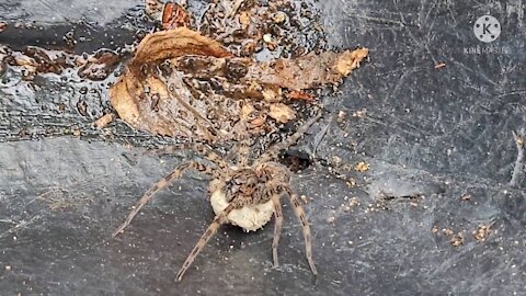 Spider with Sack