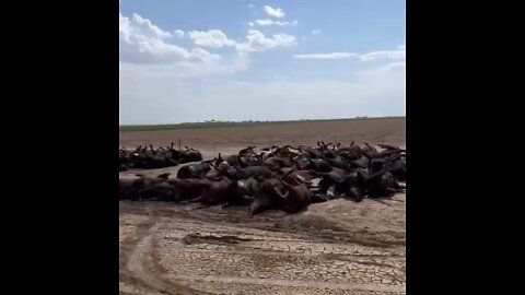 EMERGENCY DECLARED-TEXAS CITY WITHOUT WATER*10,000 CATTLE DIE FROM HEAT?*CHINA DETECTS ALIEN SIGNAL?