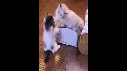 CATS FUNNY VIDEOS 🤣🤣🤣🤣