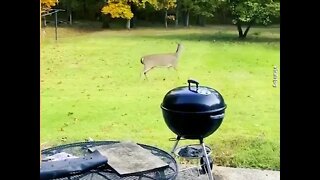 Rambunctious Dog Plays Chase with Mama Deer and Twin Fawns...