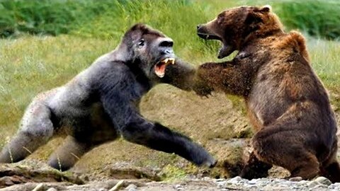 10 Most Aggressive Animals On The Planet