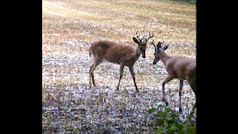 Fred Zepplin 2021, 8/10/21 Hot, Humid And Lots Of Small Bucks!