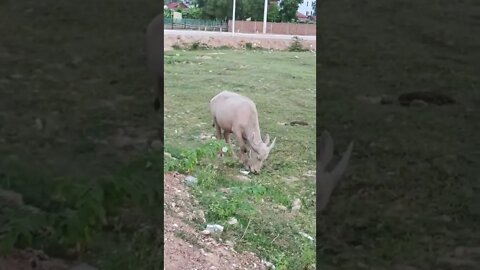 Buffaloes in Siem Reap City 2022 #shorts #siemreap2022