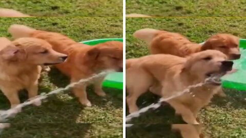 Funny Dogs Trying to Eat Water