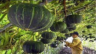 Asian Pumpkin Farming and Harvesting - Amazing Japan Agriculture Farm_2