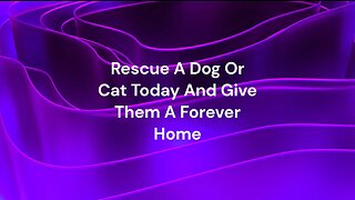 Rescue A Dog Or Cat Today And Give Them A Forever Home