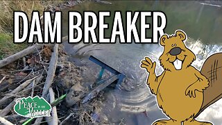 Breaking Dams - Beaver Breaker V1 - E114