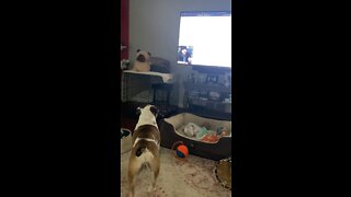 English bulldog watching tv