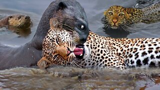 Strange Scene! Mother Giant Otter Bite The Jaguar's Mouth Off To Protect Her Baby - Jaguar Failed
