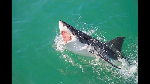 Great White Shark Swims off w/ Leg and Board