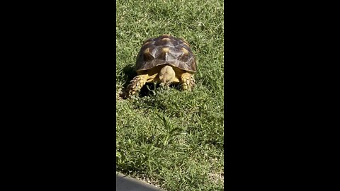 Sulcata Tortoise