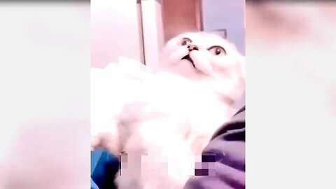 Funny Cat 🐱 Reaction
