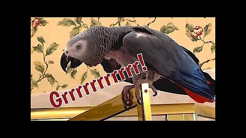 Parrot growls ferociously when rug is moved