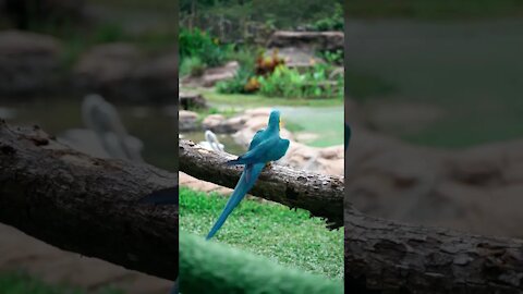 Macaw Biru dan Emas di Cabang