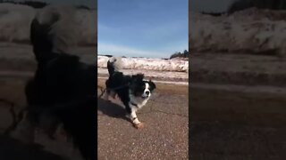 Cavalier King Charles Spaniel running