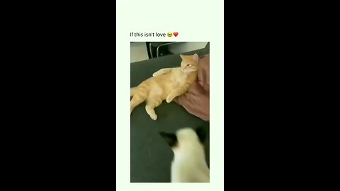 Mama cat love 💗/ If this isn’t love 🥺❤️