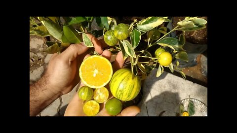 Diferença entre a laranja melancia e laranja imperial degustação e dicas
