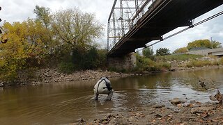 Salmon Swims Wrong Way After Release