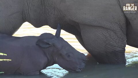 Extremely Cute Wildlife: Newborn Baby Rhino!