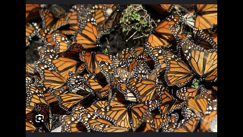 04.10.23 - Monark-sommerfugla - sjelen te barna fra DUMBSen❤️/ Fly(plassen) igjen/ Vinterværet/ Fredrik Solvang mm!