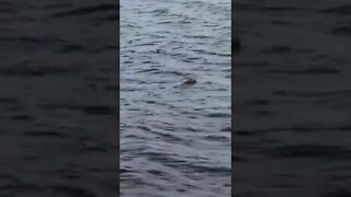 A wild seal in the water