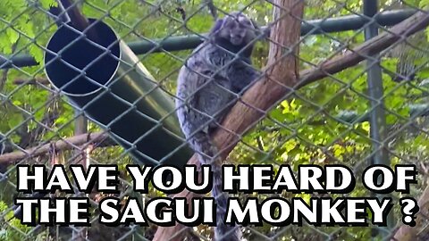 HAVE YOU HEARD OF THE BRAZILIAN SAGUI MONKEY? #sagui #monkey #nature #brazil #brasil #usa