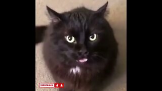 cute cat videos 😹 funny videos 😂1778