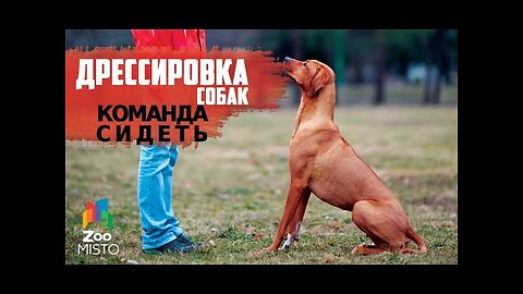 📹 Дрессировка команде "Сидеть"| Как правильно дрессировать собаку