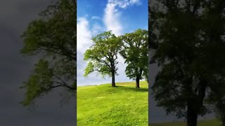 Vibrant Greens on a Hill