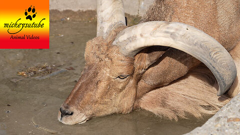 Barbary Sheep's Headfirst Dive and Sand Spa