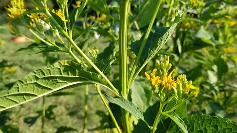 Honey bees working the Aster