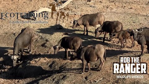 Buffalo Herd Encounter On Foot | @EcoTraining TVTrails