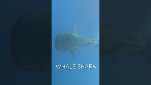 Whale Shark | The biggest fish in the world! #maldives #whaleshark #underwater