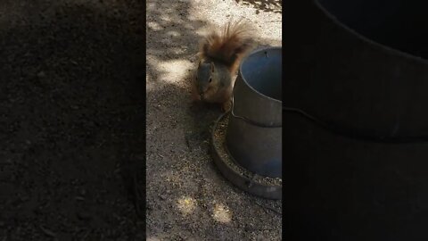 Squirrel stealing chicken food turn the volume up and you can hear it chew ||Cute Squirrel|| #shorts
